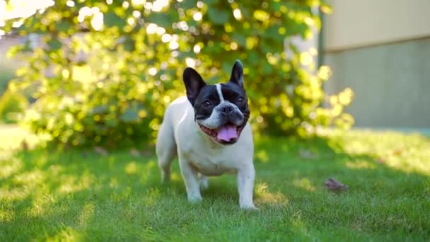 一个滑稽的法国斗牛犬坐在草坪上的肖像 宠物是在公园或院子里的草地上休息 散步或散步 后院里绿色家庭安全背景 太阳光 — 图库视频影像