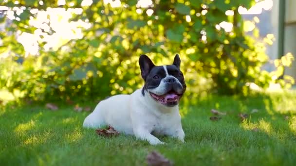 Retrato Buldogue Francês Engraçado Sentado Gramado Animal Estimação Está Descansando — Vídeo de Stock