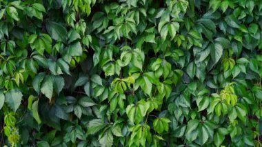 Partenocissus quinquefolia, bilinen adıyla Virginia sürüngeni, Victoria sarmaşığı, beş yapraklı sarmaşık, veya beş parmaklı, üzüm familyasından çiçek açan bir bitki türüdür. 