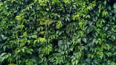 Partenocissus quinquefolia, bilinen adıyla Virginia sürüngeni, Victoria sarmaşığı, beş yapraklı sarmaşık, veya beş parmaklı, üzüm familyasından çiçek açan bir bitki türüdür. 