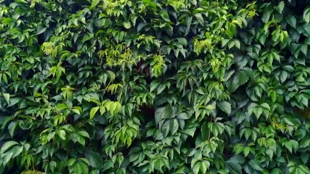 Strugurii Verzi Sălbatici Decorativi Care Cresc Parthenocissus Quinquefolia Cunoscuți Sub — Videoclip de stoc