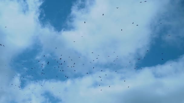 多くの鳥が空に向かって飛ぶ 白い雲と青を背景に空に黒いカラス — ストック動画