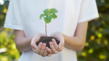 Genç meşe ağacının fidanını tutarken ellerinizi kapatın. Dişi palmiyeler toprak sapını küçük bir ağaç gibi kucaklıyor. Bulanık yeşil arka plan, beyaz gömlek. konsept doğa koruma, Dünya koruma, yeniden ağaçlandırma