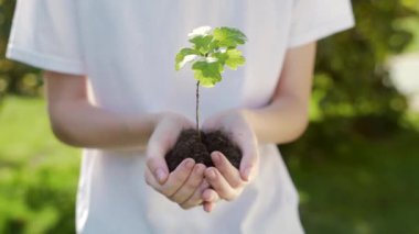 Genç meşe ağacının fidanını tutarken ellerinizi kapatın. Dişi palmiyeler toprak sapını küçük bir ağaç gibi kucaklıyor. Bulanık yeşil arka plan, beyaz gömlek. konsept doğa koruma, Dünya koruma, yeniden ağaçlandırma