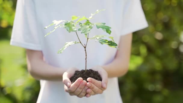 close up hands holding sapling of young oak tree. Female palms embrace the soil stem a small tree. blurred green background, white shirt. concept nature conservation, Earth protection, reforestation