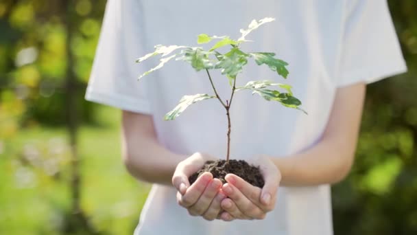 若いオークの木の苗木を手を閉じて 女性の手のひらは 土壌茎小さな木を受け入れる 緑の背景に白いシャツ 自然保護 地球保護 森林再生 — ストック動画