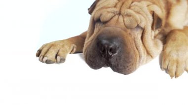 Beyaz arka planda komik bir Shar Pei köpeği. İzole edilmiş. Metin eklenecek yer. Tatlı ve derisi olan evcil hayvan köşedeki patilere yaslanmış yatıyor. Güzel, güzel, kahverengi bir hayvan uyuyor. Alan reklamını kopyala