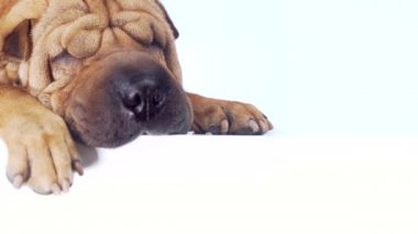 Beyaz arka planda komik bir Shar Pei köpeği. İzole edilmiş. Metin eklenecek yer. Tatlı ve derisi olan evcil hayvan köşedeki patilere yaslanmış yatıyor. Güzel, güzel, kahverengi bir hayvan uyuyor. Alan reklamını kopyala