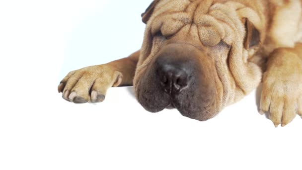 Divertido Shar Pei Dog Sobre Fondo Blanco Aislado Lugar Para — Vídeo de stock