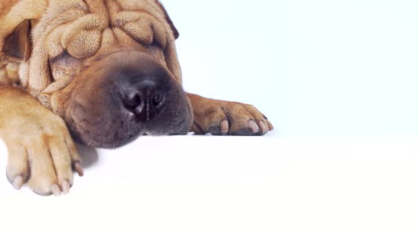 Divertido Shar Pei Dog Sobre Fondo Blanco Aislado Lugar Para — Vídeos de Stock