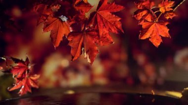 Suyun üzerine düşen kırmızı altın yapraklar. 