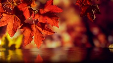 Yaklaş, kırmızı yapraklar suya düşer. Suya düşen yağmur damlaları