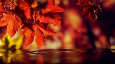 Suyun üzerine düşen kırmızı altın yapraklar. 