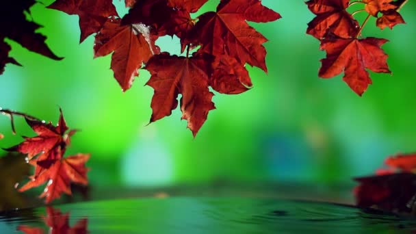 Zbliżenie czerwony jesień klon liście nad wodą na zielonym tle. — Wideo stockowe