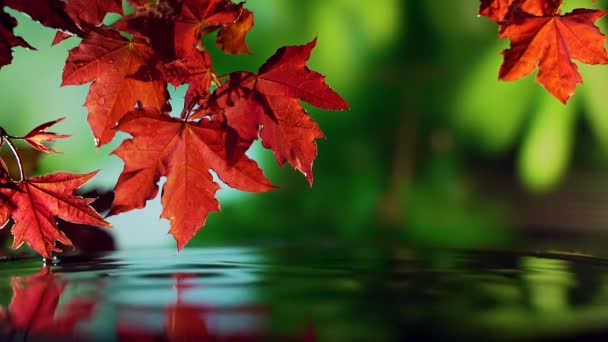 Zblízka červené podzimní javorové listy nad vodou na zeleném pozadí. — Stock video