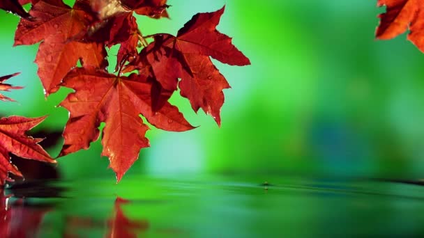 Primo piano di rosso autunno foglie d'acero sopra l'acqua su sfondo verde. — Video Stock