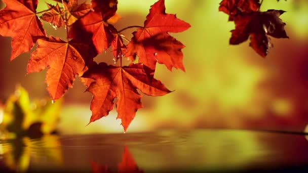 Da vicino, foglie rosse cadono sull'acqua. gocce di pioggia che cadono in acqua — Video Stock