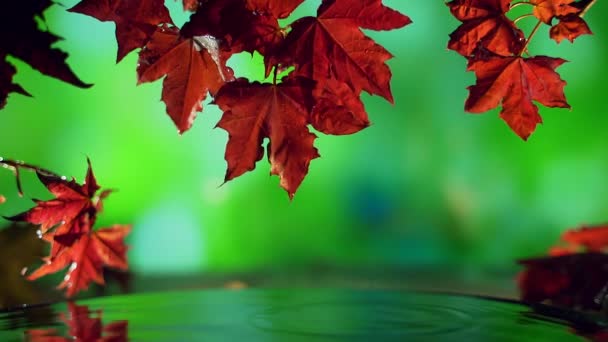 Kırmızı sonbahar akçaağaç yapraklarını yeşil arkaplanda suyun üzerinde kapat. — Stok video