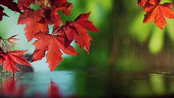 Primer plano de hojas de arce de otoño rojo sobre el agua sobre fondo verde. — Vídeos de Stock