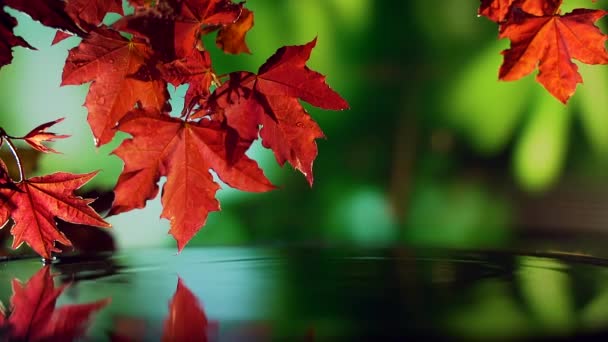 Primo piano di rosso autunno foglie d'acero sopra l'acqua su sfondo verde. — Video Stock