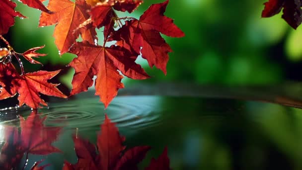 Primo piano di rosso autunno foglie d'acero sopra l'acqua su sfondo verde. — Video Stock
