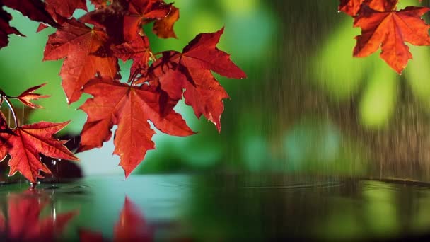 Primer plano de hojas de arce de otoño rojo sobre el agua sobre fondo verde. — Vídeos de Stock