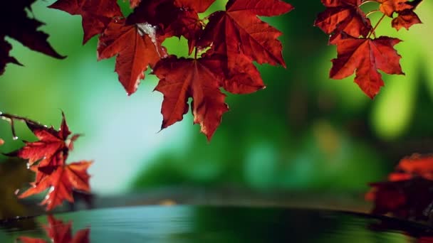Primer plano de hojas de arce de otoño rojo sobre el agua sobre fondo verde. — Vídeos de Stock