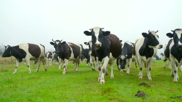 Troupeau Vaches Sur Une Prairie Dans Champ Regardant Caméra Des — Video