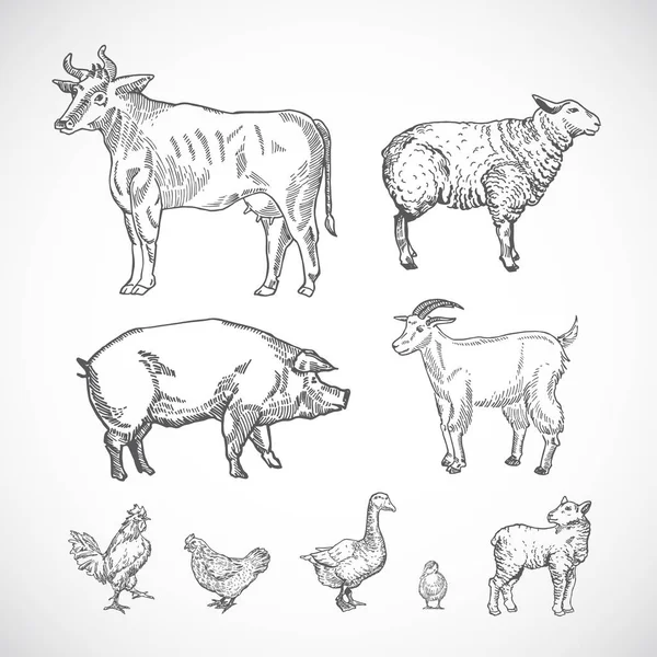 Handgezeichnete Haustiere Set. eine Sammlung von Schweinen, Kühen, Ziegen, Lämmern und Vögeln Silhouetten. Stilzeichnungen gravieren. — Stockvektor