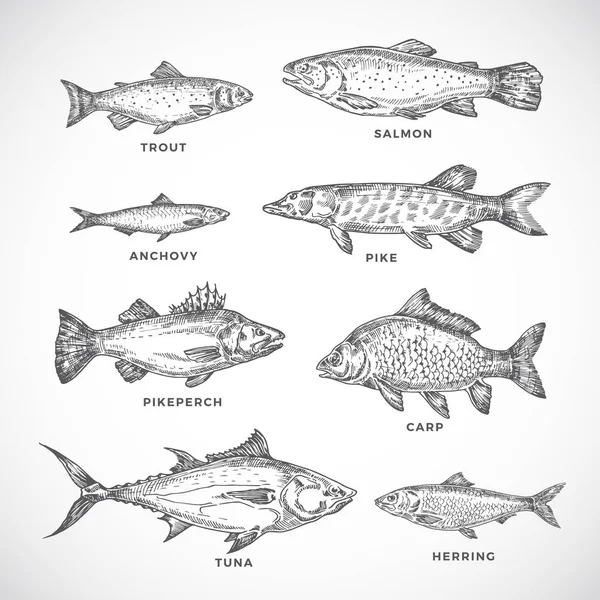 手绘海洋或海洋和河流鱼类集。三文鱼和金枪鱼或派克和安乔维, 海岭, 鳟鱼, 鲤鱼素描剪影的集合。雕刻风格图. — 图库矢量图片