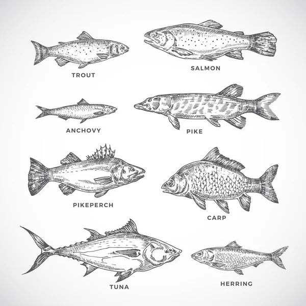 Hand Drawn Ocean or Sea and River Fish Set (dalam bahasa Inggris). Koleksi Salmon dan Tuna atau Pike dan Anchovy, Herring, Trout, Carp Sketches Silhouettes. Gambar Gaya Engraving . - Stok Vektor