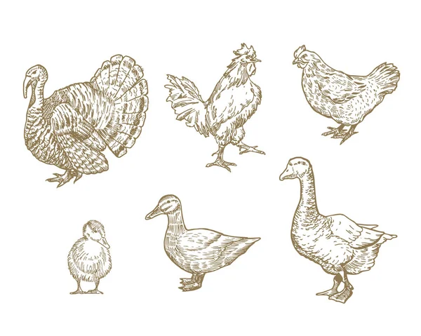 Ensemble d'oiseaux domestiques dessinés à la main. A Collection of Poultry Farm Sketches. Style de gravure Dinde, poulet et canards Dessins. — Image vectorielle