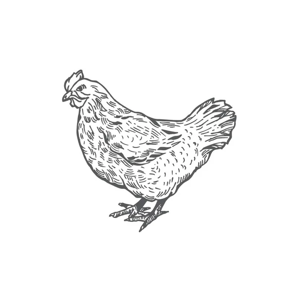 Gallo dibujado a mano Vector Ilustración. Resumen Domestic Poultry Bird Sketch (en inglés). Dibujo estilo grabado . — Vector de stock