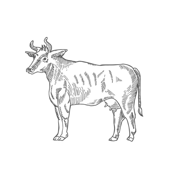 Ręcznie narysowana ilustracja wektora krowy. Streszczenie Krajowego Szkicu Zwierząt. Rysunek stylu grawerowania. — Wektor stockowy