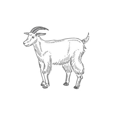 Keçi Eli Çekim Vektörü Çizimi. Soyut Evcil Hayvan Çizimi. İşleme Biçimi Çizimi.