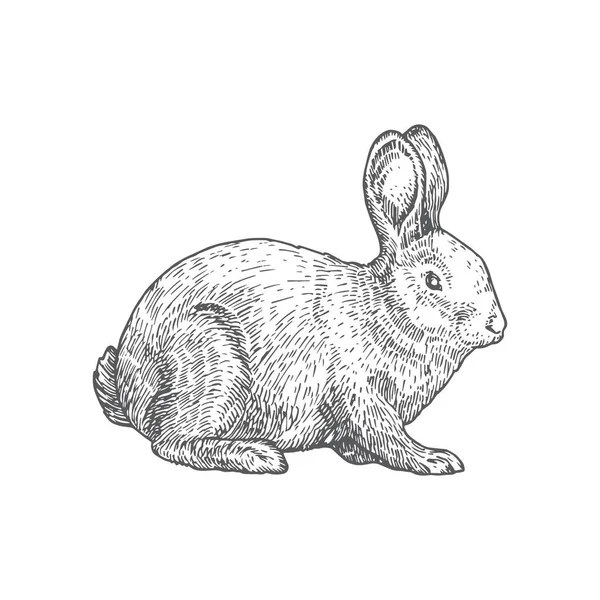 Rabbit Hand gezeichnete Vektorillustration. Abstraktes Haustier-Sketch. Engraving Style Zeichnung. — Stockvektor