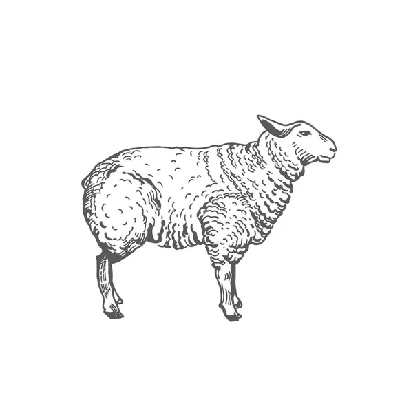 Illustration vectorielle dessinée à la main par des moutons. Abstract Domestic Animal Sketch. Dessin de style gravure agneau. — Image vectorielle