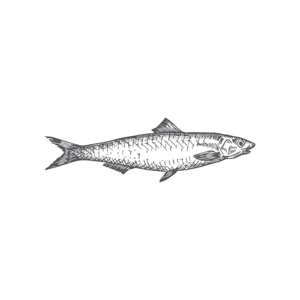 Ilustração vetorial desenhada à mão de biqueirão. Esboço de peixe abstrato. Gravura Estilo Desenho . —  Vetores de Stock