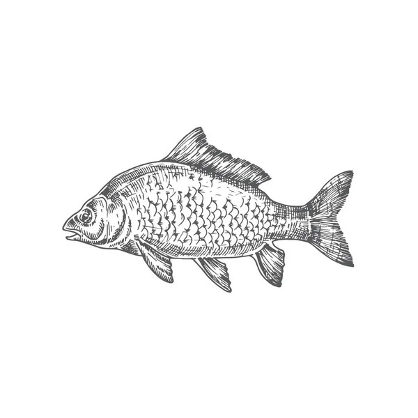 Spiegelkarpfen Hand gezeichnet Vektor Illustration. Abstrakte Karpfenfischskizze. Engraving Style Zeichnung. — Stockvektor