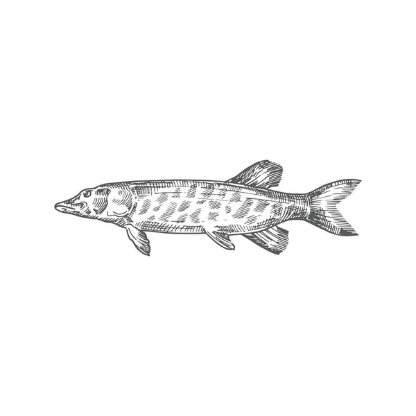 Pike Hand gezeichnete Vektorillustration. Abstrakte Fischskizze. Engraving Style Zeichnung. — Stockvektor