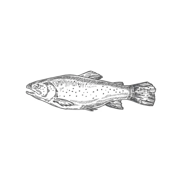 Lachs Hand gezeichnete Vektorillustration. Abstrakte Fischskizze. Engraving Style Zeichnung. — Stockvektor