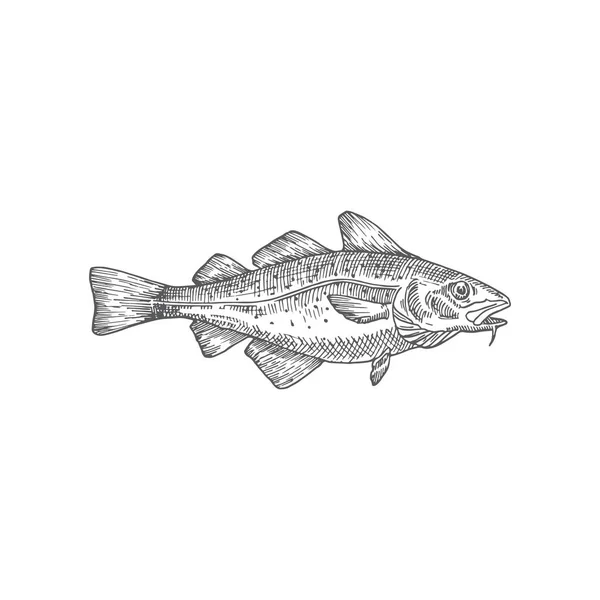 Cod or Codfish Hand Drawn Vector Illustration 의 약자이다. 물고기 스케치를 추상화 한다. 완성하는 방식. — 스톡 벡터