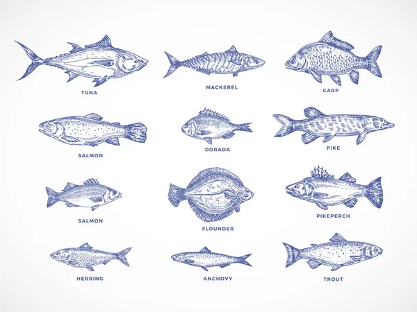 Handgezeichnete Ozeane, Meer, Flüsse und Seen Fische Set. Eine Sammlung von Lachs und Thunfisch oder Hecht und Sardelle, Hering, Forelle, Makrele und Dorado skizziert Silhouetten. Vereinzelte Illustrationen — Stockvektor