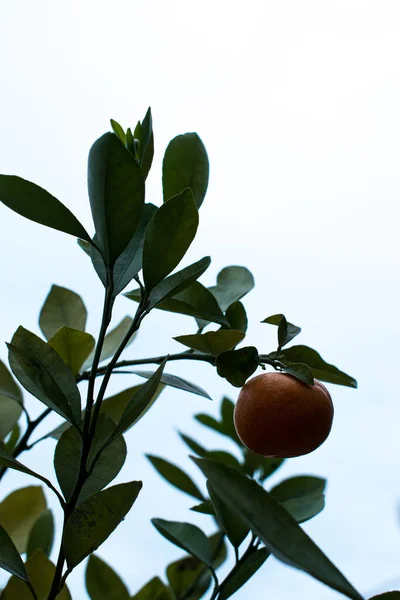 Küçük Bir Portakal Bitkisinin Yüksek Kontrastı — Stok fotoğraf
