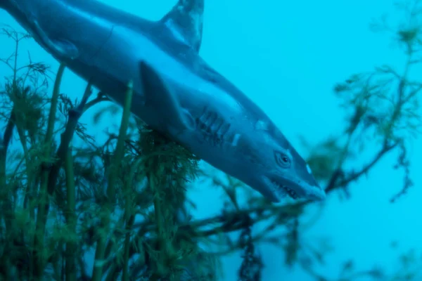 Suda büyük bir köpekbalığı ve yeşil bitkiler. 