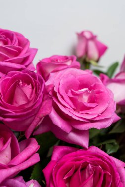 Ahşap bir yüzeyde beyaz arka planda taze pembe güller.