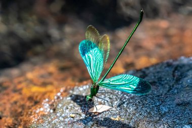Damselfly Portresi - Çin Greenwing (Neurobasis chinensis chinensis)