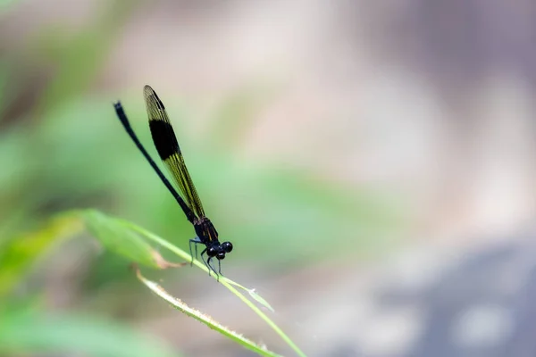 イトトンボ 黒の縞 Gossamerwing Euphaea Decorata の肖像画 — ストック写真