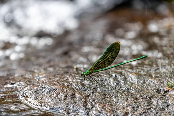 Portrait Damselfly Chinese Greenwing Neurobasis Chinensis Chinensis — Stock Photo, Image