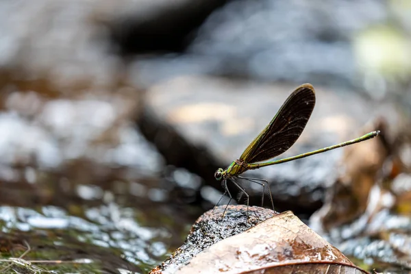 Porträt Der Libelle Chinesischer Grünflügel Neurobase Chinensis Chinensis — Stockfoto